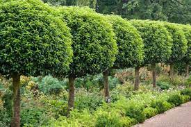 Portugiesischer Lorbeer: Mediterranes Flair für Ihren Garten bei Garmundo.de